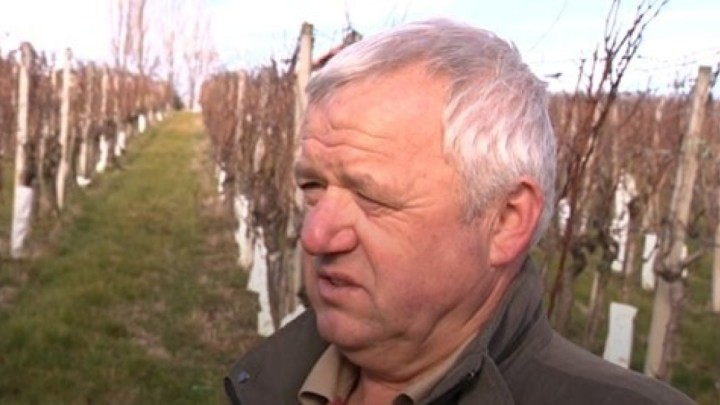 Krenula je rezidba loze: 'Prilagođavamo se vremenu, kad je lijepo režemo, kad je hladno ne'