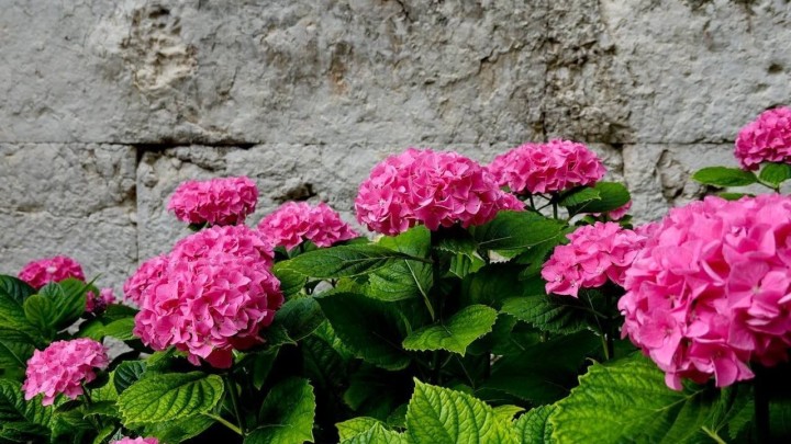 Želite li da vam hortenzije bujaju na proljeće, sada trebate krenuti s orezivanjem