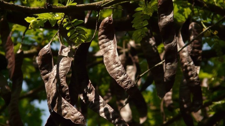 Komiža ostala bez prerade svog najpoznatijeg ploda: 'Crni se pod stablima, žalostan prizor'