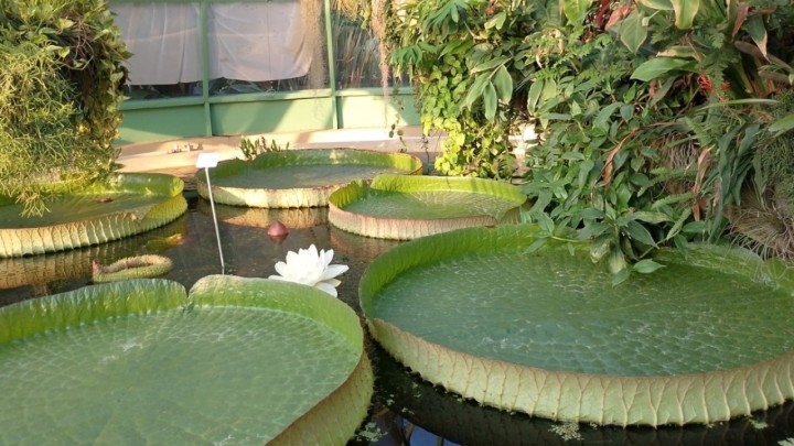 Divovoski lopoč procvjetao u Botaničkom vrtu: 'Ovo je najveći do sada, veći od 25 centimetara'