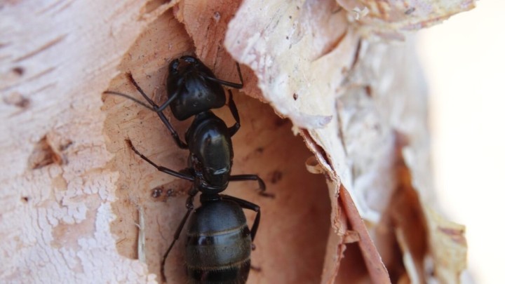 Sastojak u kuhinji će vam pomoći da se u manje od 20 sekundi riješite mrava