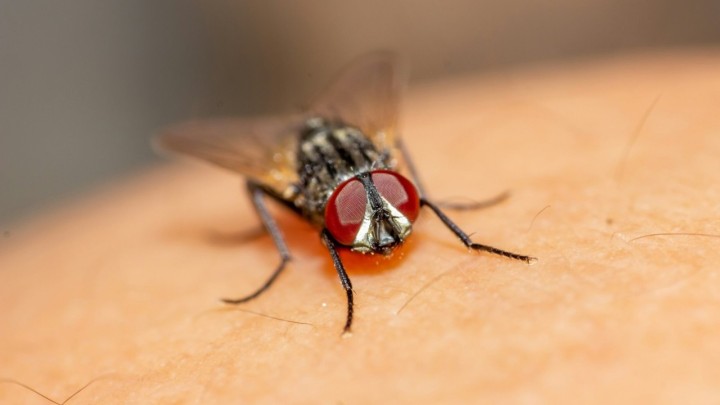 Muhe nikada nije bilo lakše otjerati uz ovako jednostavan trik: Sve što vam treba je plastična vrećica i voda