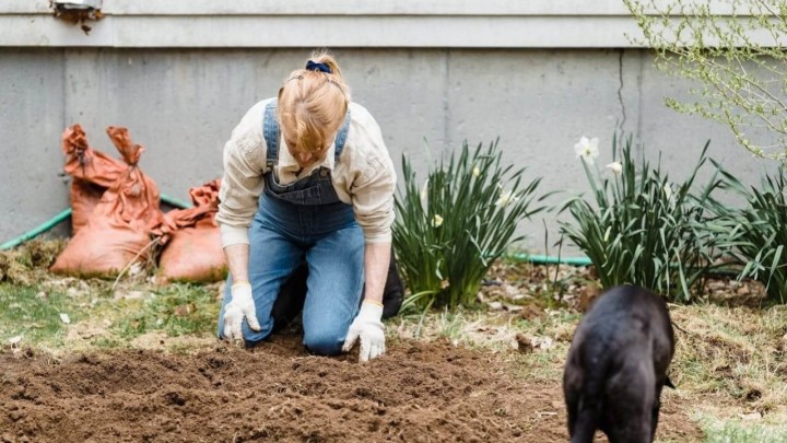 Ova biljka u dvorištu može vam napraviti više štete, nego koristi: Prodire čak i u temelje