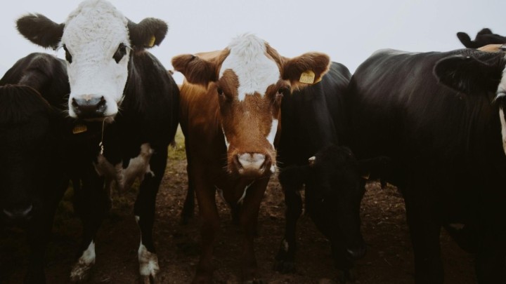 Iz godine u godinu uzgaja se sve manje stoke, a pada proizvodnja mlijeka i jaja