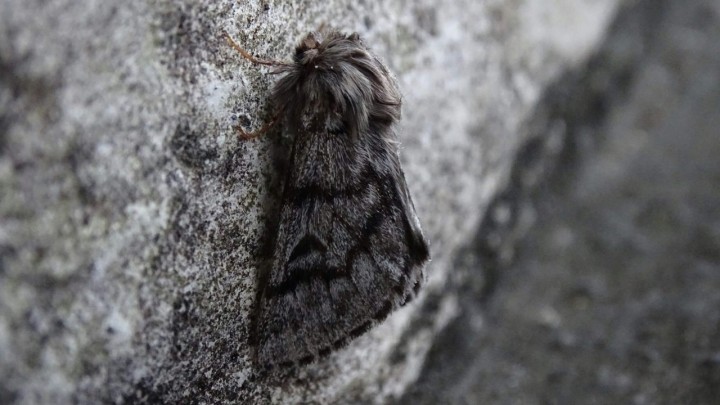 Moljci vam neće predstavljati problem uz ovu biljku: Miris lista jednog grma eleminirat će ih iz doma