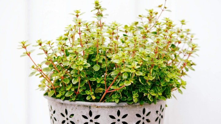 Ako imate neke od ovih vrsta biljaka, trebali biste ih uvijek saditi jedno uz drugo: 'Mogu se koristiti zajedno u obroku'