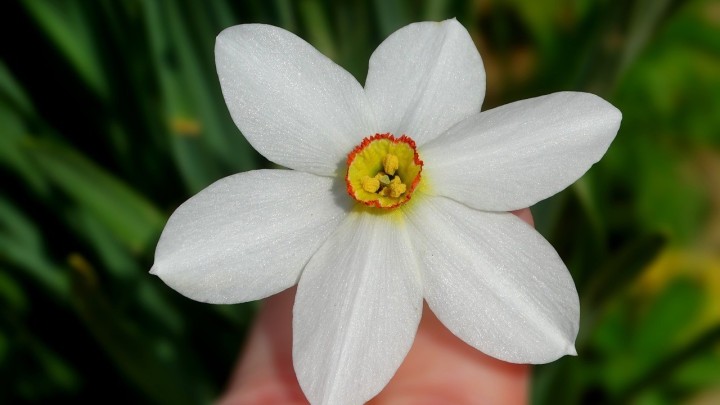 Dan narcisa: Ove subote obavite besplatnu mamografiju na glavnom zagrebačkom trgu