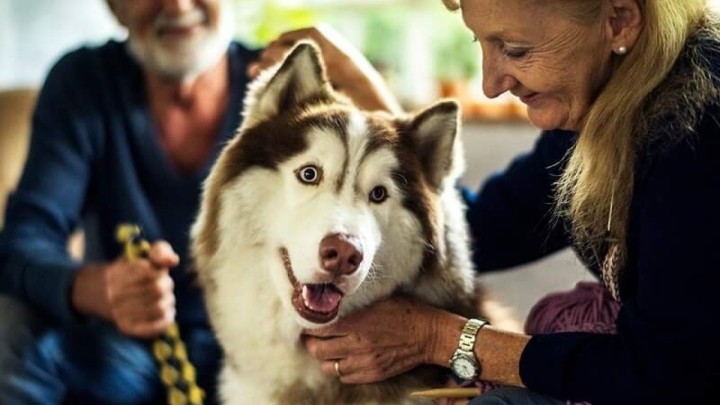 Kućni ljubimci utječu na zdravlje starijih, a posebno pomažu samcima pri čemu usporavaju kognitivni pad