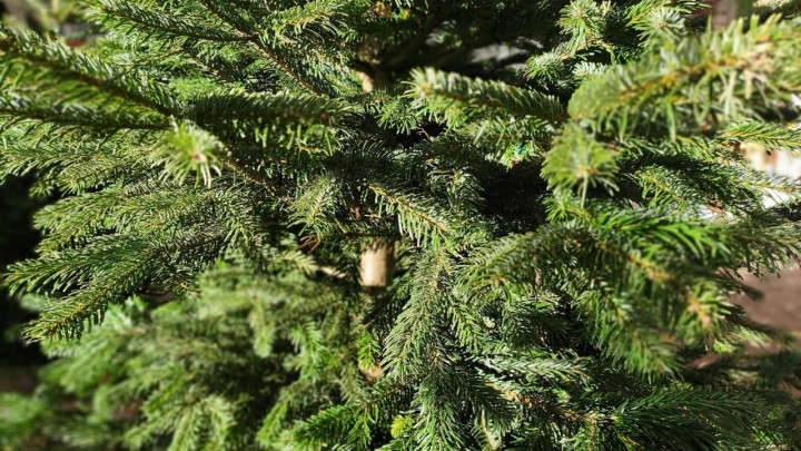 Što učiniti s božićnim drvcem kada prođu blagdani: Donosimo zanimljiva rješenja