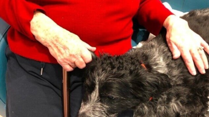 Projekt Šape za penziće: 'Interakcija sa životinjama dokazano pomaže oboljelima'