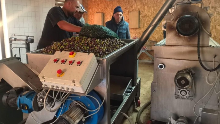 Otočna uljara radi danonoćno:  Njegomir i supruga sami ubrali 3.300 kila maslina