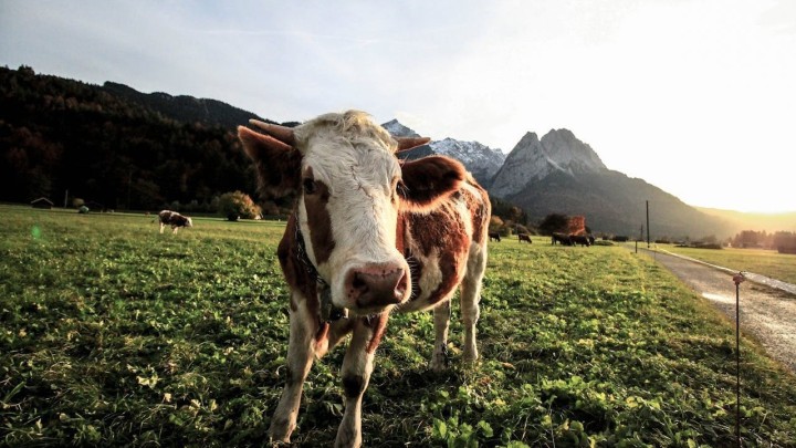 Bedrenica se proširila kod Vrlike i Drniša: Od danas na snazi - bedrenički distrikt