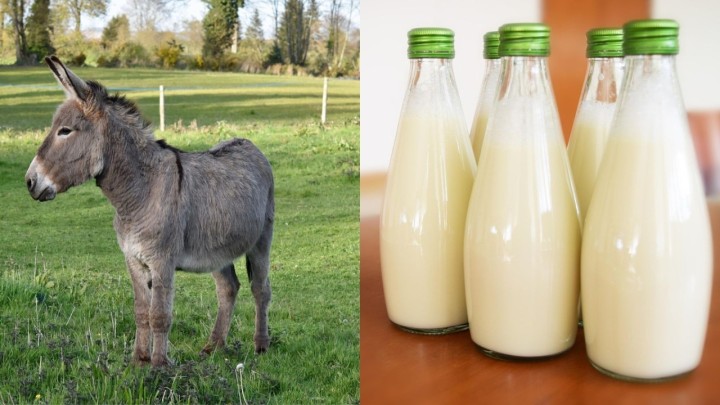 Magareće mlijeko: Eliksir zdravlja sličan majčinom mlijeku koji liječi razne bolesti