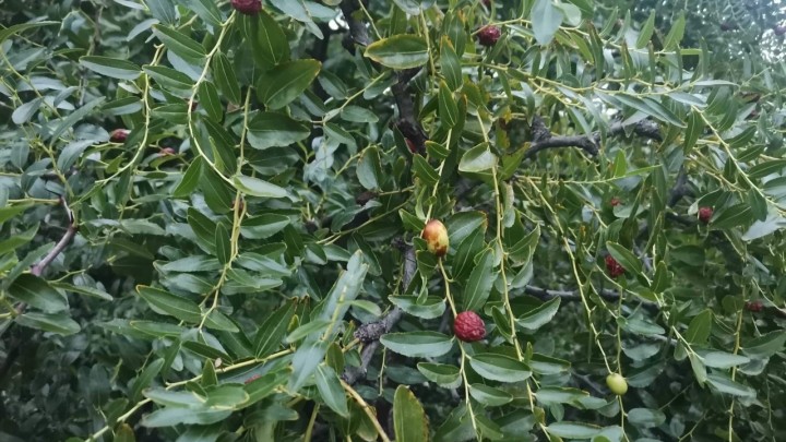 Čičindra: Zdravo voće koje raste u Dalmaciji, a pogodna je i izradu likera