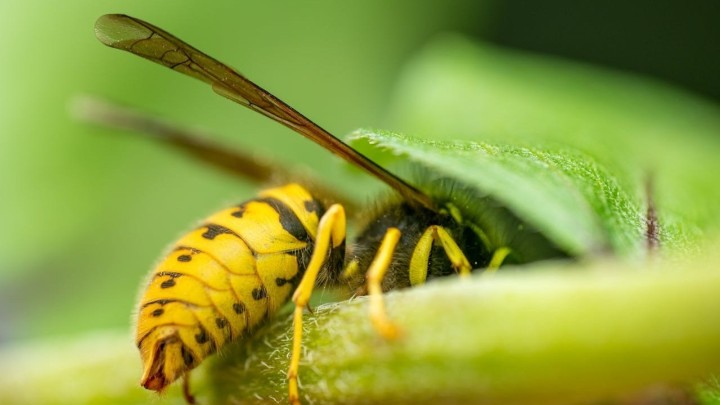 Ubodi insekata mogu biti opasni: Evo što trebate učiniti ako vas ubode stršljen