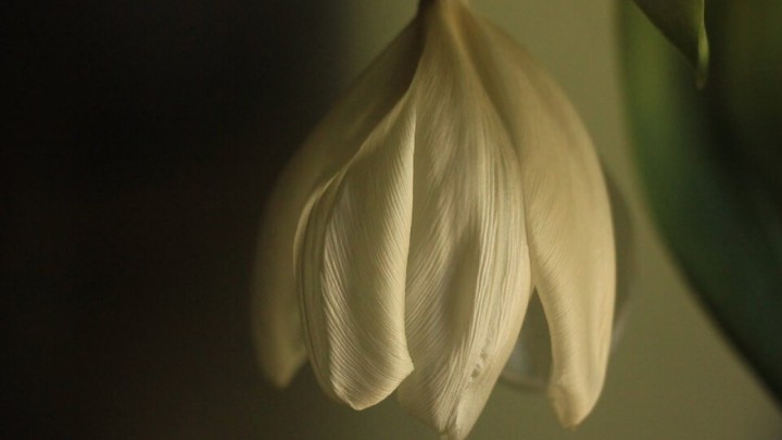 Stručnjaci: Bolje starije ljude pustiti da umru doma u miru, nego da zadnje dane provode u bolnici