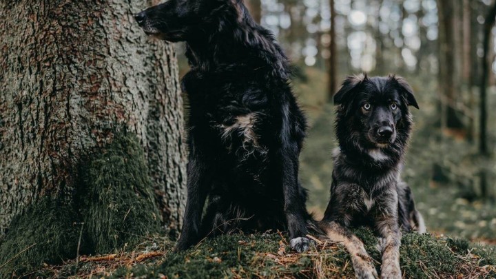 Psi napali starijeg čovjeka: Umirovljenik (76) prijavljen jer ih nije držao pod nadzorom